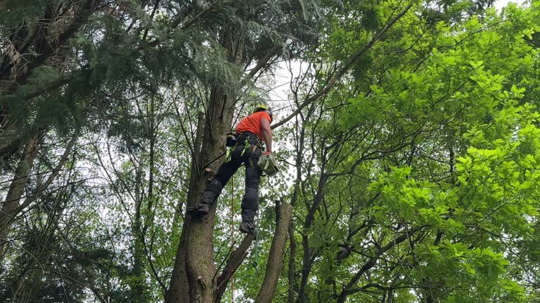 Best Storm Damage Tree Cleanup  in Scandia, MN